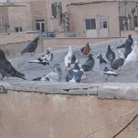 چند طوق|پرنده|تهران, مخصوص|دیوار