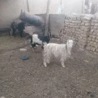 3 راس بزغاله ماده عالی