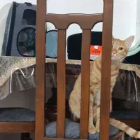 گربه پیداشود