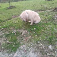 سگ شیتزو|سگ|ماسال, |دیوار