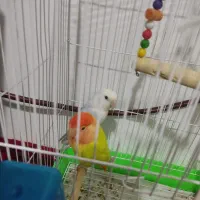 طوطی برزیلی|پرنده|صالح آباد, |دیوار