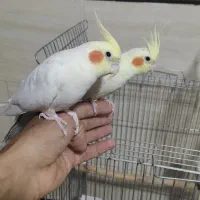 عروس هلندی|پرنده|مهاجران, |دیوار