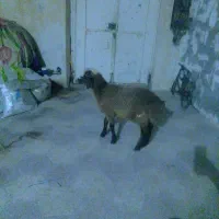 بره|حیوانات مزرعه|برازجان, |دیوار