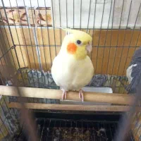 عروس هلندی ماده