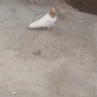 باشی ساری نر مست|پرنده|اردبیل, |دیوار