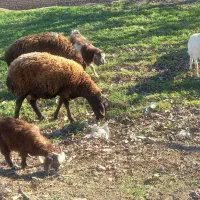 میش|حیوانات مزرعه|طاغنکوه, |دیوار