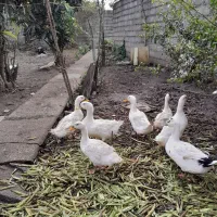 اردک گوشتی|حیوانات مزرعه|رشت, فخب|دیوار