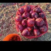 پیاز|خوردنی و آشامیدنی|بناب, |دیوار