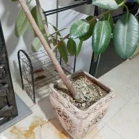 گل دیفن|گل و گیاه طبیعی|سنندج, |دیوار