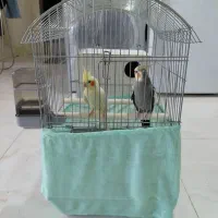 عروس هلندی با قفس و تمام لوازمش