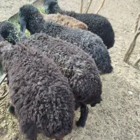 پنج عدد بره علف خور شیر مست|حیوانات مزرعه|قم, قلعه صدری|دیوار