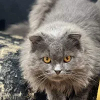 گربه اسکاتیش نر|گربه|اردبیل, |دیوار