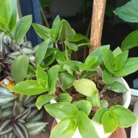 گل طبیعی|گل و گیاه طبیعی|خوی, |دیوار