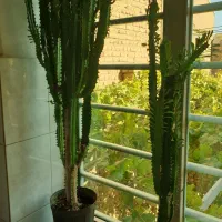 کاکتوس افوربیا و گل پدیلانتوس|گل و گیاه طبیعی|ارومیه, |دیوار