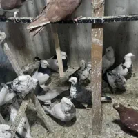 بار جدید کبوتر ۱۲۰ عدد|پرنده|ایلام, |دیوار