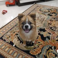 واگذاری پامر پا کوتاه