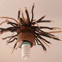 لوستر سنتی با ریشه درخت دو عدد