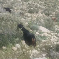 بز کهره میش بره