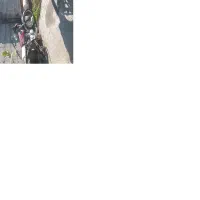 موتور هوندا|موتورسیکلت|بندر ترکمن, |دیوار