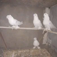 کبوتر.کبوتر تزعینی|پرنده|ماهدشت, |دیوار