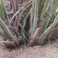 آبادان روستای صیداویه