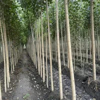 صنوبر تخفیف‌خورده، تحویل سریع + کیفیت عـالی