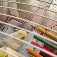 عروس هلندی و مرغ عشق