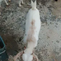 حیوانات در مزرعه کهر