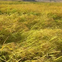 فروش چلتوک برنج لنجون اصفهانی|خوردنی و آشامیدنی|خمینی‌شهر, |دیوار