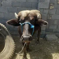 برای فروش