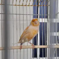 قناری موزاییکی نر مست