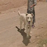 سگ نژاد دار|سگ|میان جلگه, |دیوار
