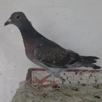 کبوتر