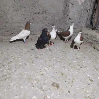 کبوتر ۷عدد سرخ رنگ زمانتی