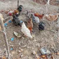 مرغ و خروس محلی