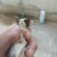 سهره.|پرنده|شیراز, شریف‌آباد|دیوار