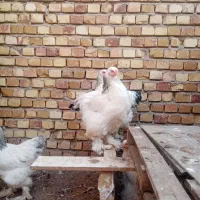 فروش مرغ و خروس برهما