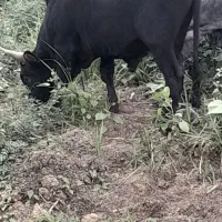 ورزا چالوسی دو ساله|حیوانات مزرعه|رشت, لاکان|دیوار