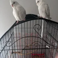 عروس هلندی البینو