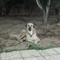 معاوضه ماده پژدر با سگ نگهبان