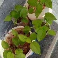 زیبا گل|گل و گیاه طبیعی|اسلامآباد غرب, |دیوار