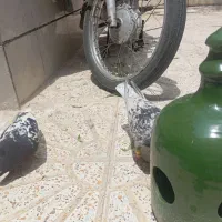 کفتر|پرنده|تاکستان, |دیوار