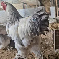 فروش مولدین برهما لایت