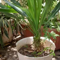 گل بیلبرجیا نایاب