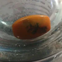 سنگ گردنبد عقیق سلیمان و شجر|جواهرات|اردبیل, |دیوار