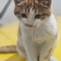 واگذاری گربه(رایگان)