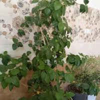 فروش دو عدد گل یکی گوش فیل یکی درخت گل