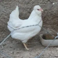 مرغ وفریب جوان