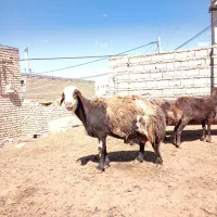 قوچ جوان پلنگی اصل بروجردی به شرط پرش