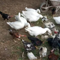 مرغ و خروس و غاز